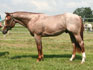Boonlight Dancer Colt