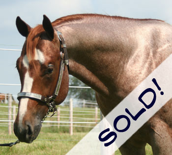 Boonlight Dancer Colt