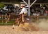 Boonlight Dancer Colt