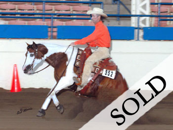 Reining Paint Gelding For Sale